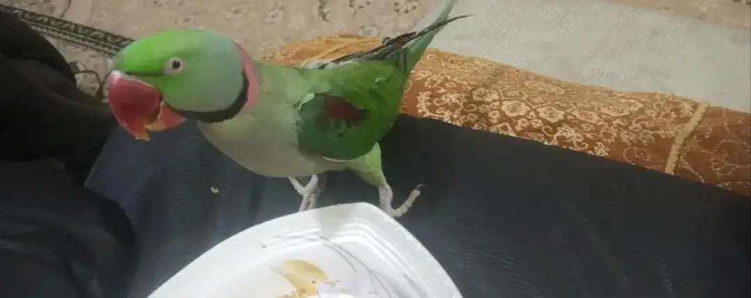 Kashmiri Raw Parrot with beautiful cage For Sale — photo 3