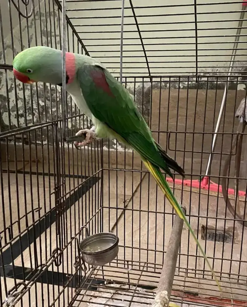Kashmiri Raw Parrot with beautiful cage For Sale — photo 4