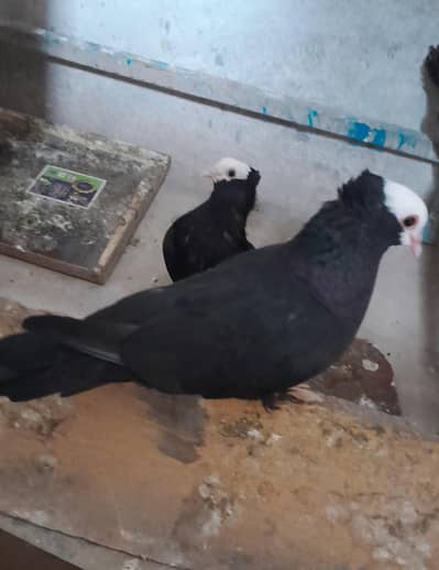 Black Mukhi Pair and Lakka confirm Breeder