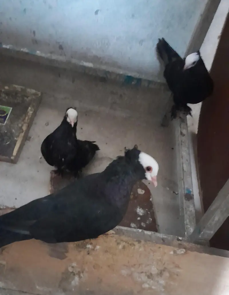 Black Mukhi Pair and Lakka confirm Breeder — photo 2