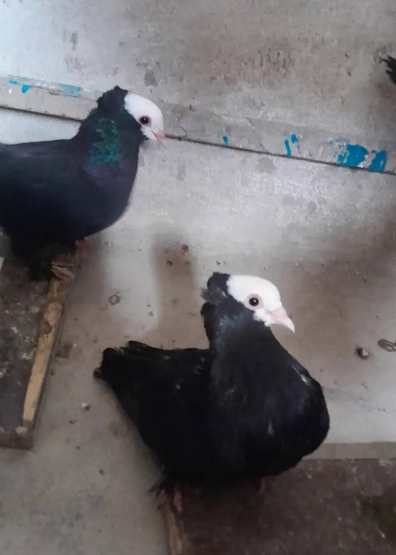 Black Mukhi Pair and Lakka confirm Breeder — photo 3