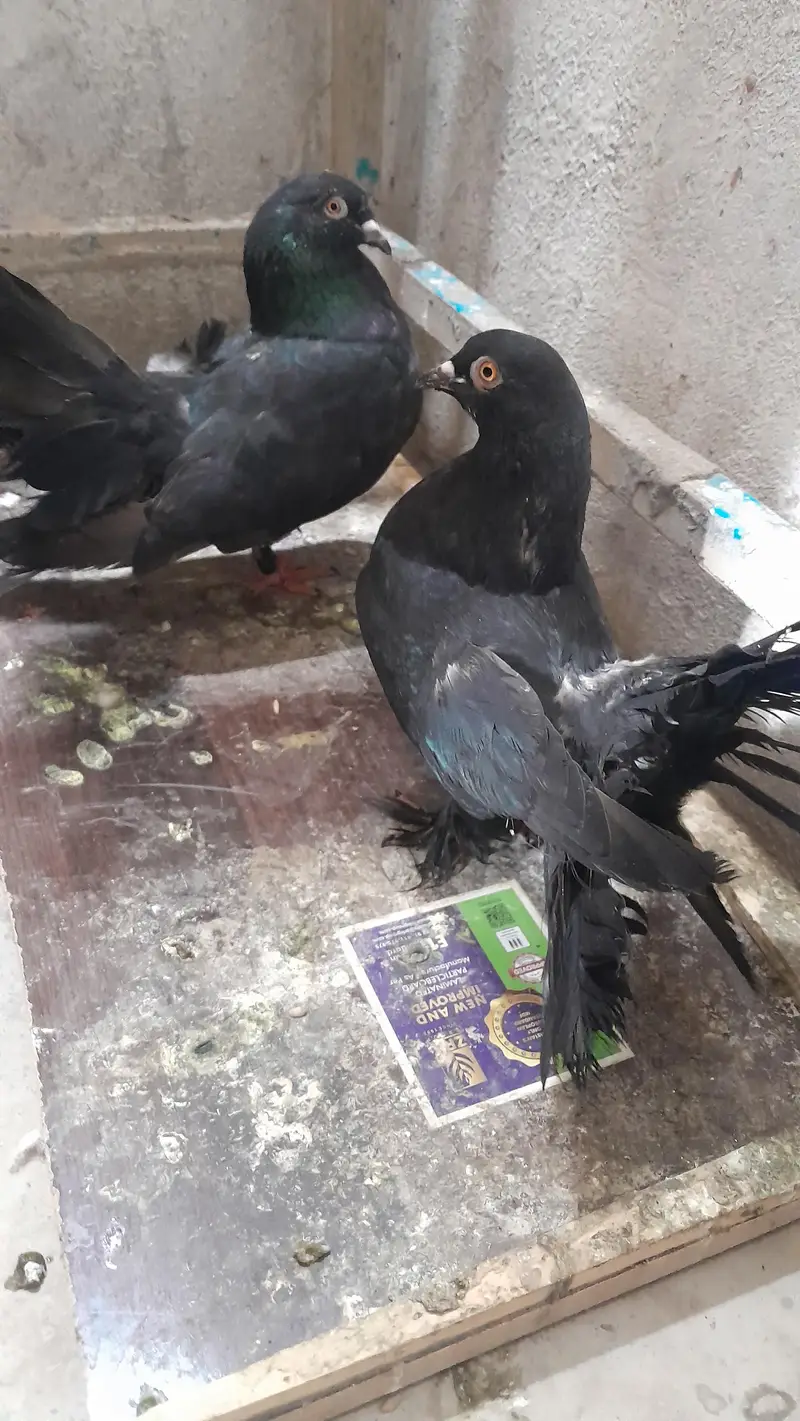 Black Mukhi Pair and Lakka confirm Breeder — photo 4