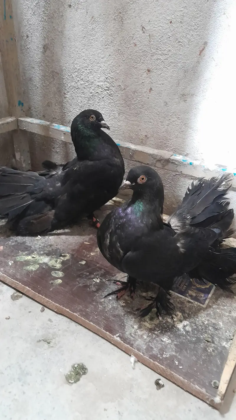Black Mukhi Pair and Lakka confirm Breeder — photo 5