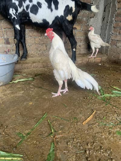 White aseel bird for sale old blood line