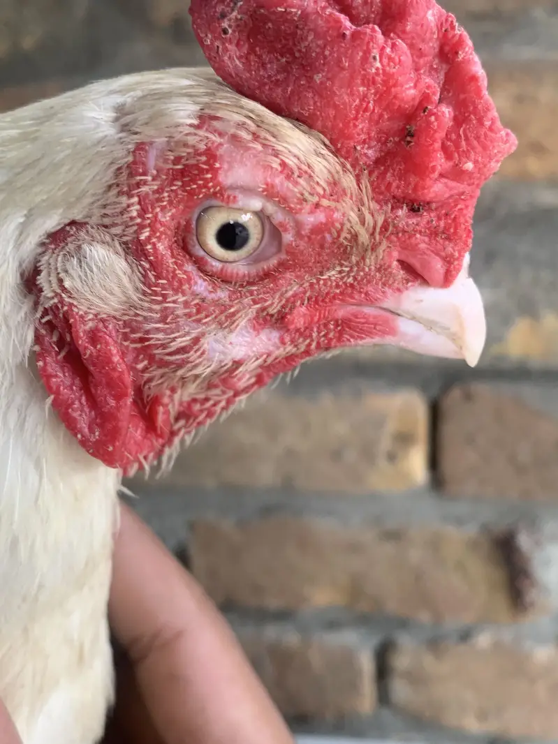 White aseel bird for sale old blood line — photo 2