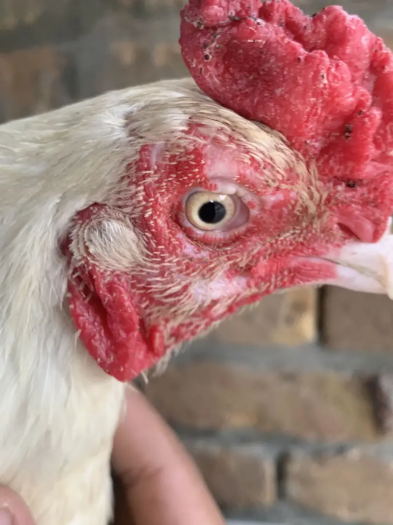 White aseel bird for sale old blood line — photo 3