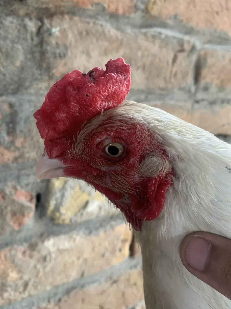 White aseel bird for sale old blood line — photo 4