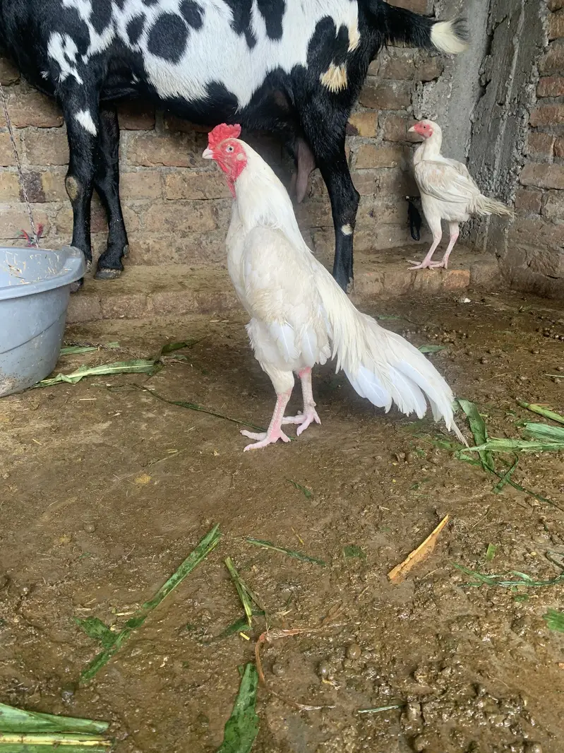 White aseel bird for sale old blood line — photo 5