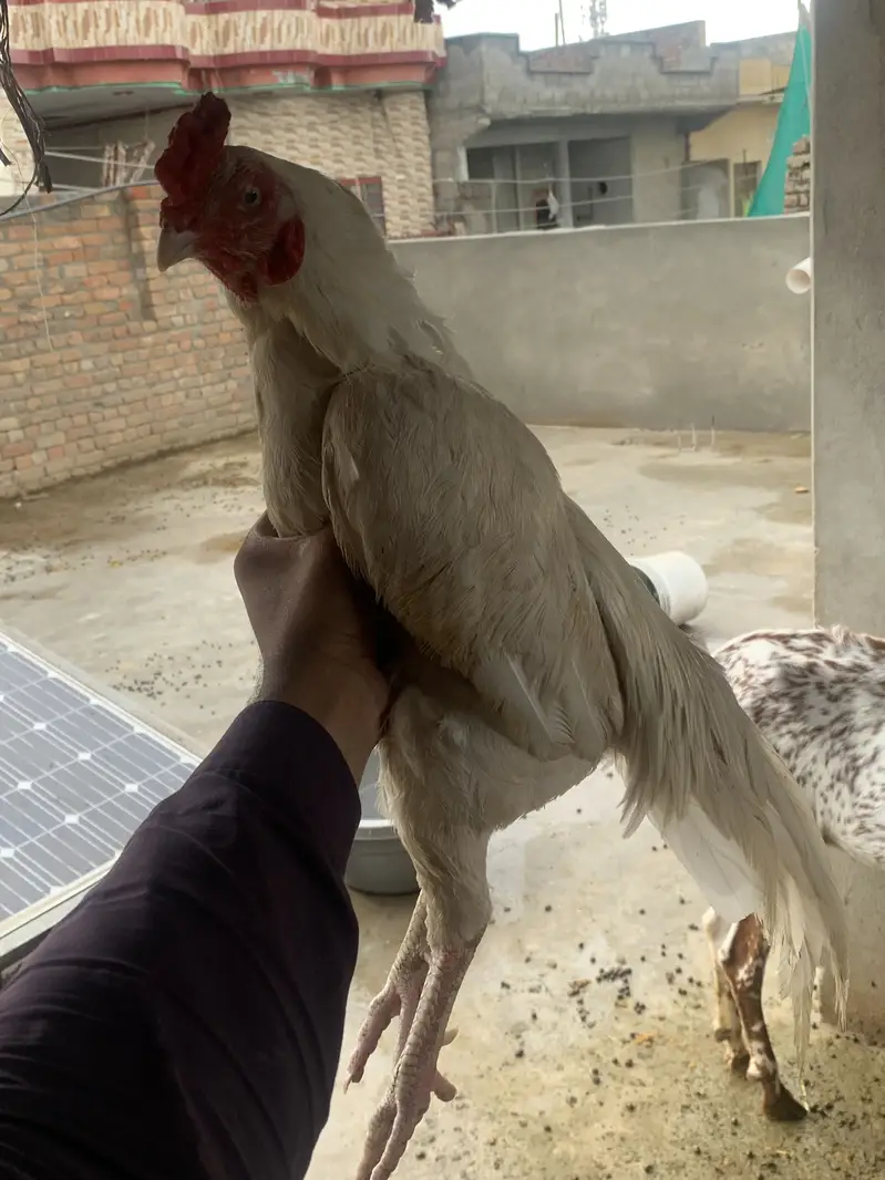White aseel bird for sale old blood line — photo 6
