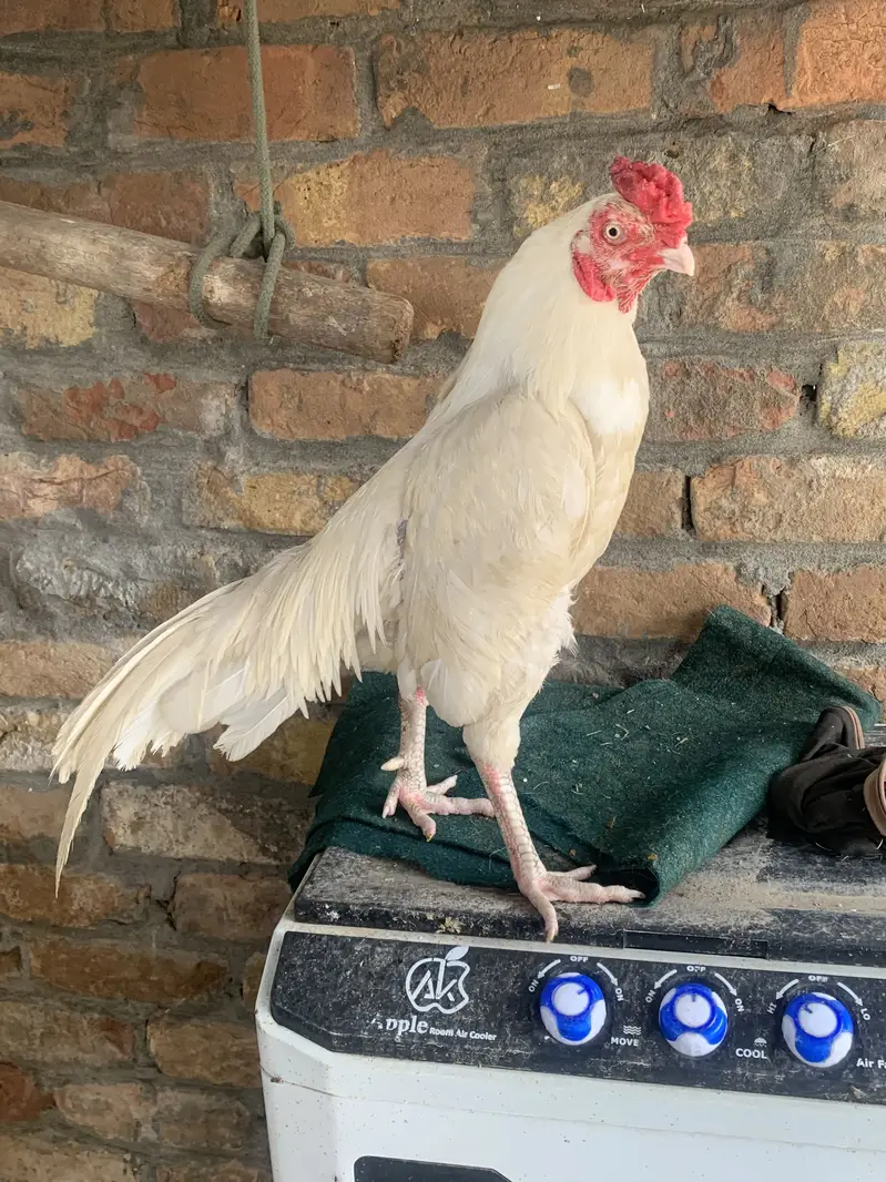 White aseel bird for sale old blood line — photo 7