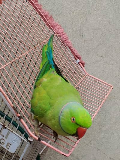 green ringneck male parrot