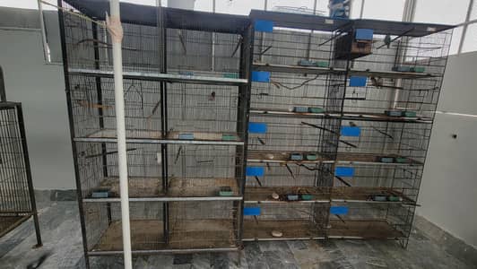 Birds Cages