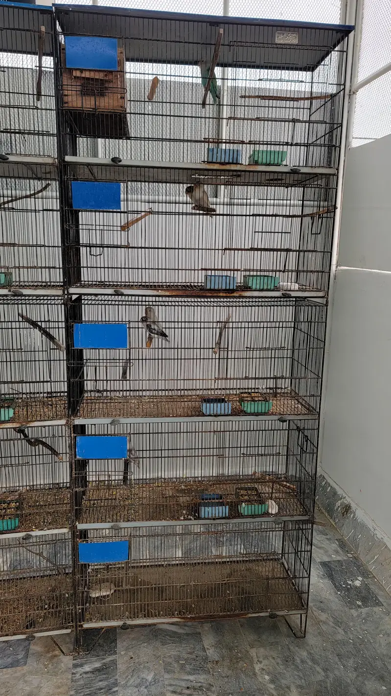 Birds Cages — photo 3