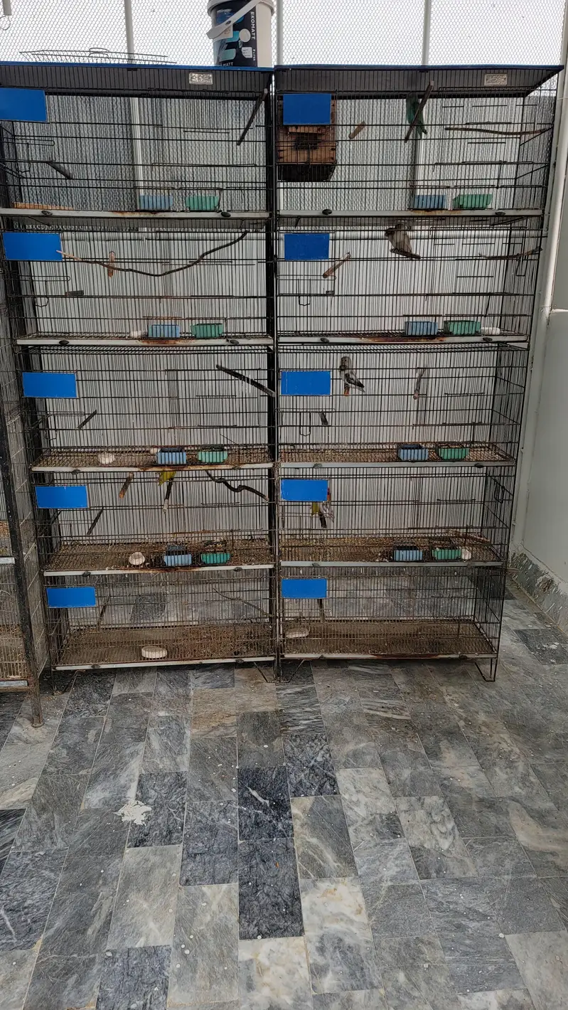 Birds Cages — photo 4