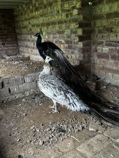 Pair of peacocks