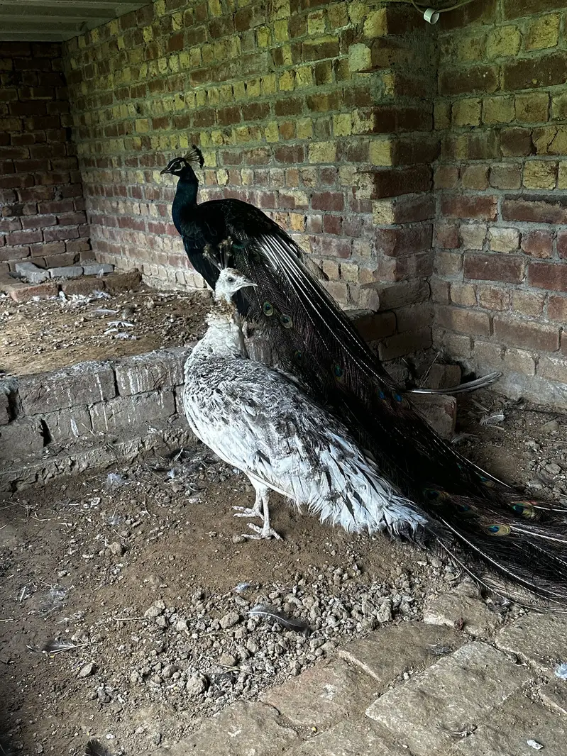 Pair of peacocks
