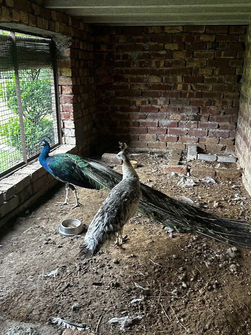 Pair of peacocks — photo 2