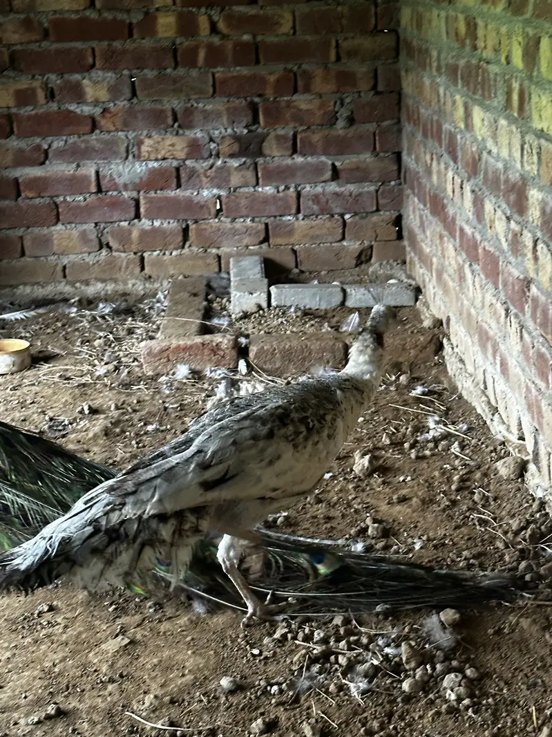 Pair of peacocks — photo 3