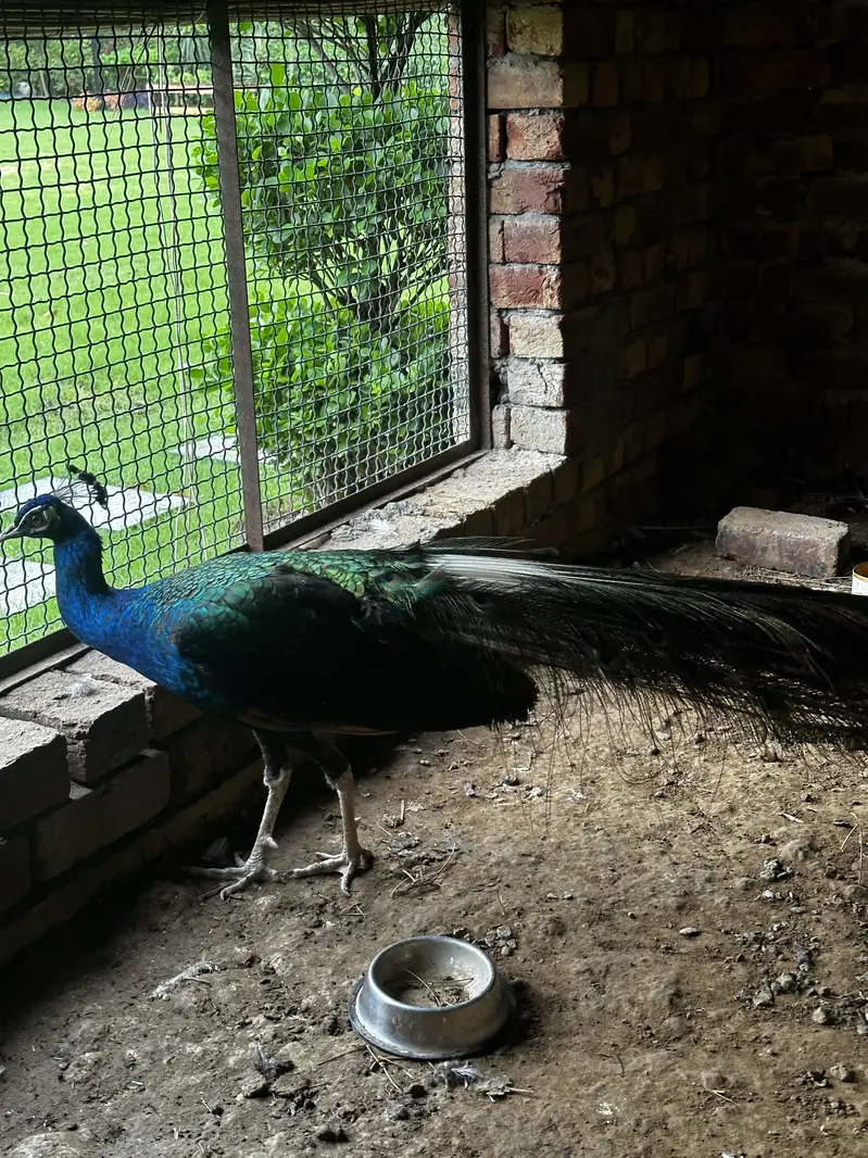Pair of peacocks — photo 4