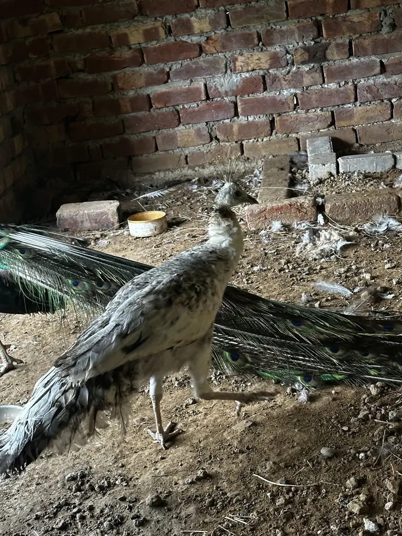 Pair of peacocks — photo 5