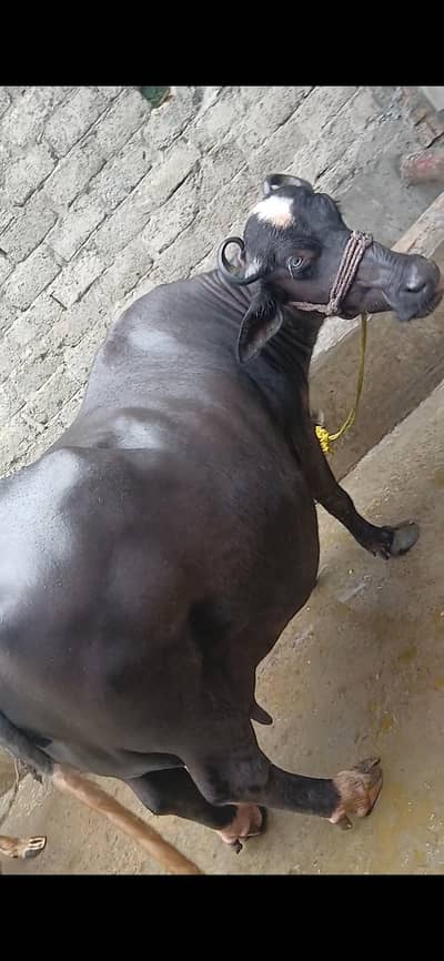 3 yah 4 din niklti hn 14kg plus dood krtiii hn  03355075620 Demend 640