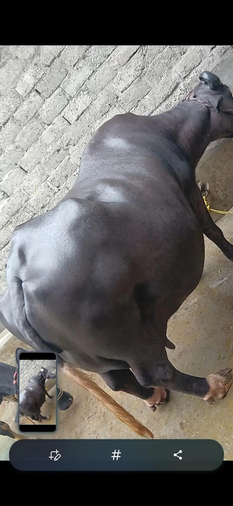 3 yah 4 din niklti hn 14kg plus dood krtiii hn  03355075620 Demend 640 — photo 2