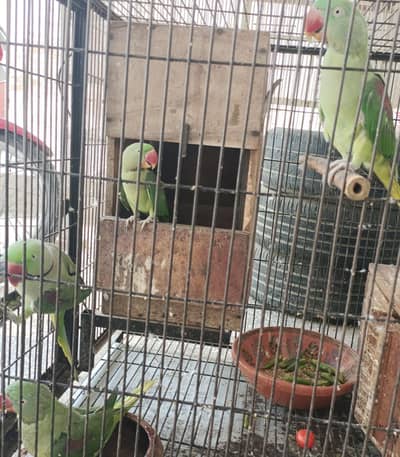 Healthy Parrots – 3 Female + 1 Male with Cage & Nest Boxes