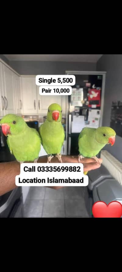 Single 5500 Handtamed Friendly Green ringneck parrots Male female
