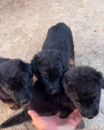 German Shepherd Puppies For Sale