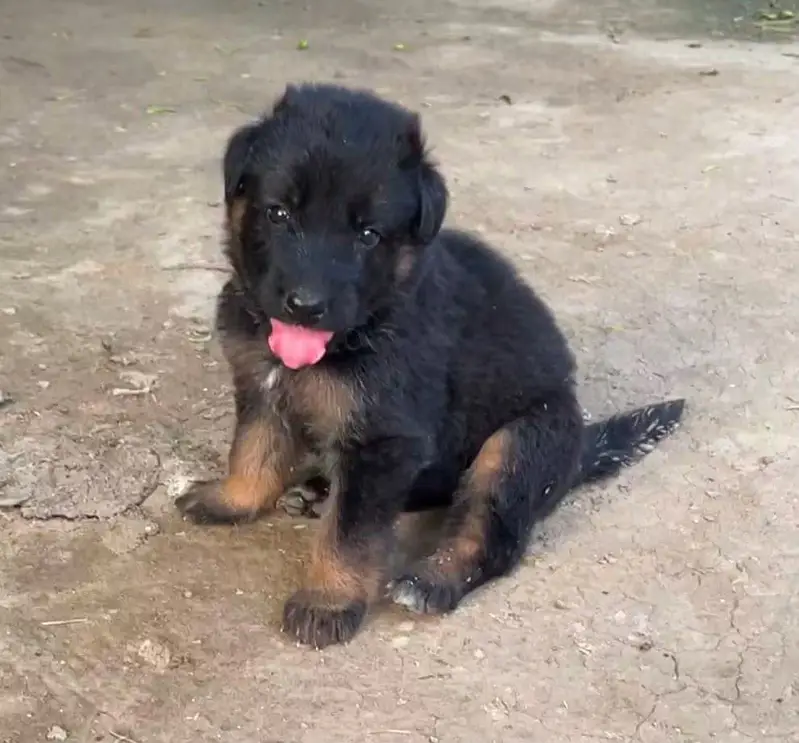 German Shepherd Puppies For Sale — photo 2