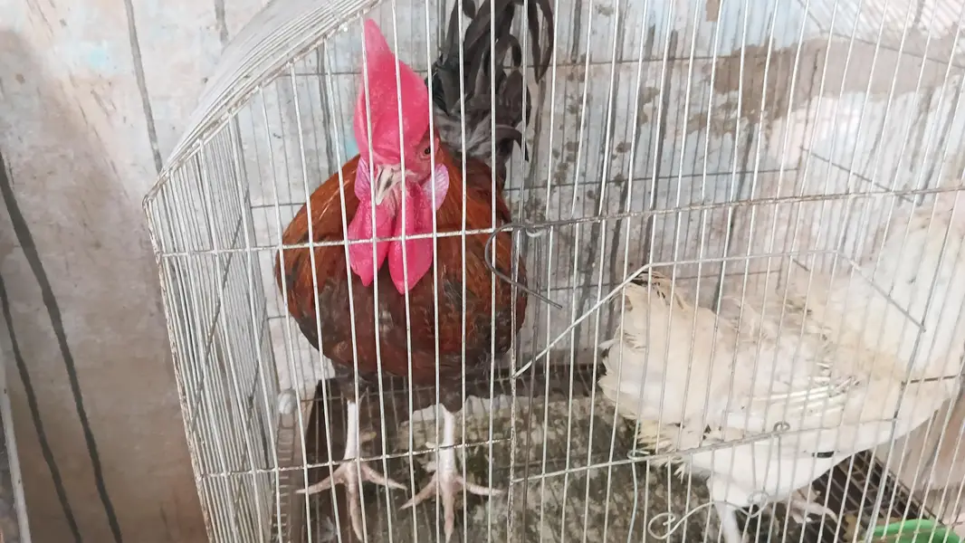 hens desi — photo 2