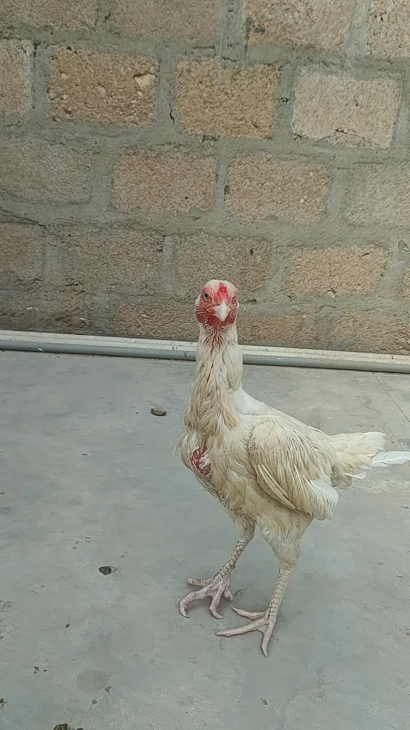 Heera madi — photo 6