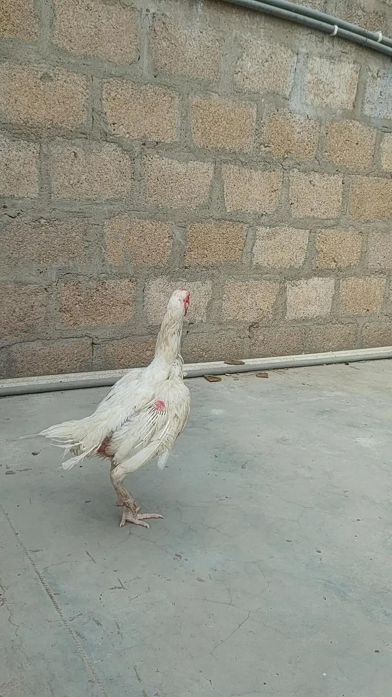 Heera madi — photo 7