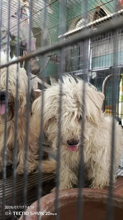 poodles Dog Pair fully trained