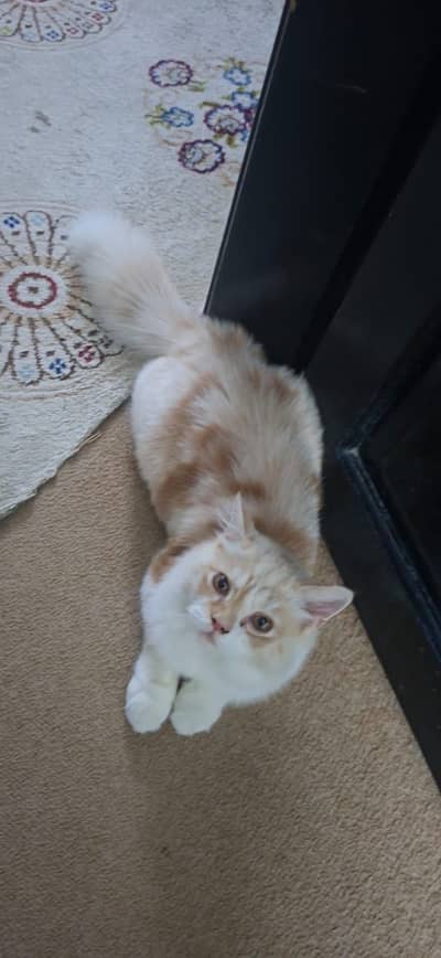 Male kitten for sale