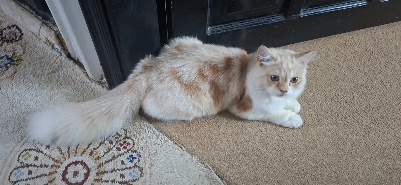 Male kitten for sale — photo 2