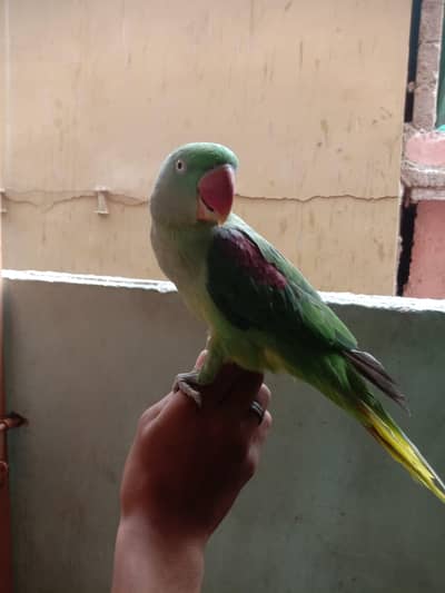 parrat parie one baride Bolta hai