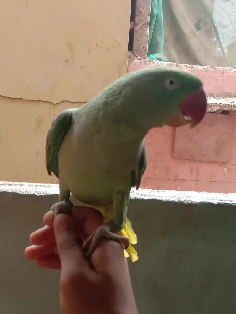 parrat parie one baride Bolta hai — photo 2
