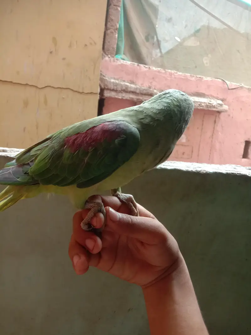 parrat parie one baride Bolta hai — photo 3