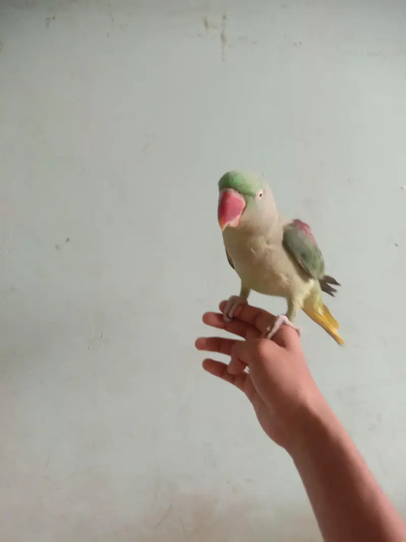 parrat parie one baride Bolta hai — photo 4