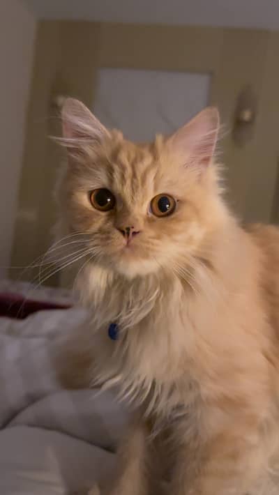 Female Persian { Parsin triple quoted fur , orange cat }