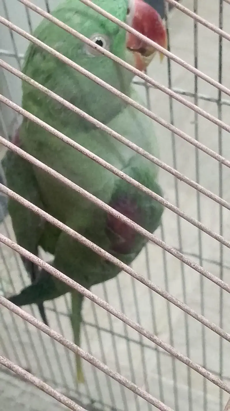 Raw parrot — photo 2