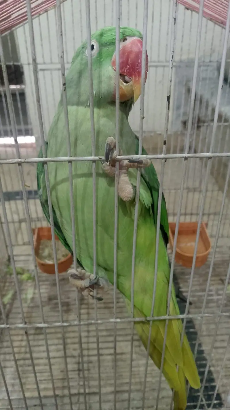 Raw parrot — photo 3