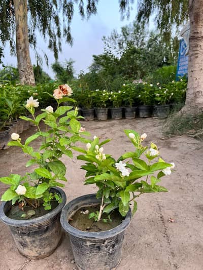 Jasmine (Moutia)