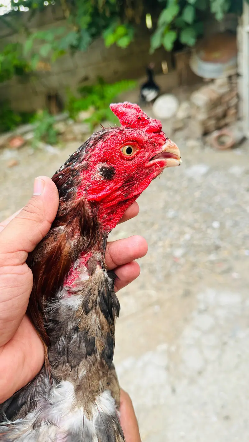 1 assel phatta/ 2 eggs hen — photo 5