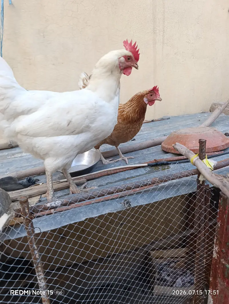 1 assel phatta/ 2 eggs hen — photo 7