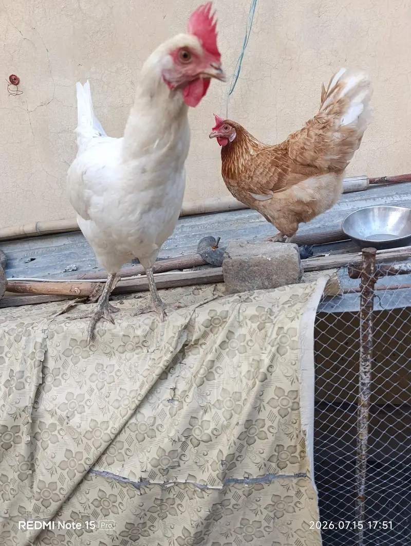 1 assel phatta/ 2 eggs hen — photo 8