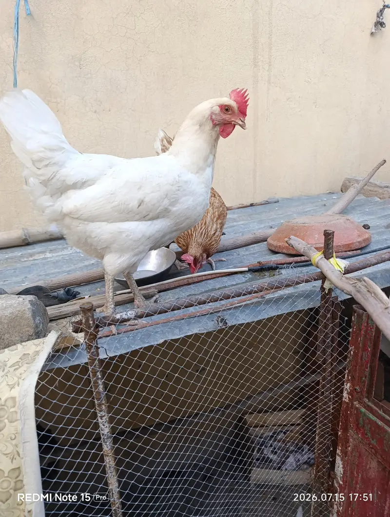 1 assel phatta/ 2 eggs hen — photo 9