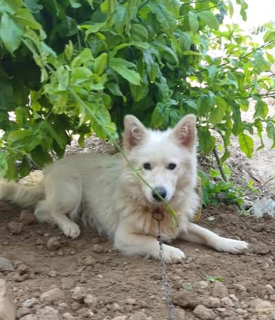 Russian male full active and security dog