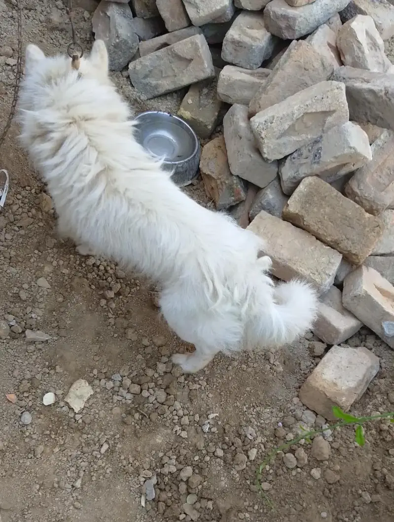 Russian male full active and security dog — photo 2